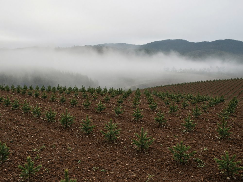 Plantación joven de coníferas en hileras sobre suelo desnudo, con niebla sobre el valle.